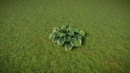 HostaVariegatedmid.jpg (682 KB) Hosta Variegated Medium