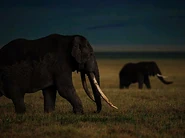 Pre-Zoopedia Profile