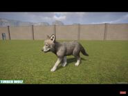 Baby Timber Wolf