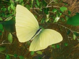 Cloudless Sulphur