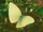 Cloudless Sulphur