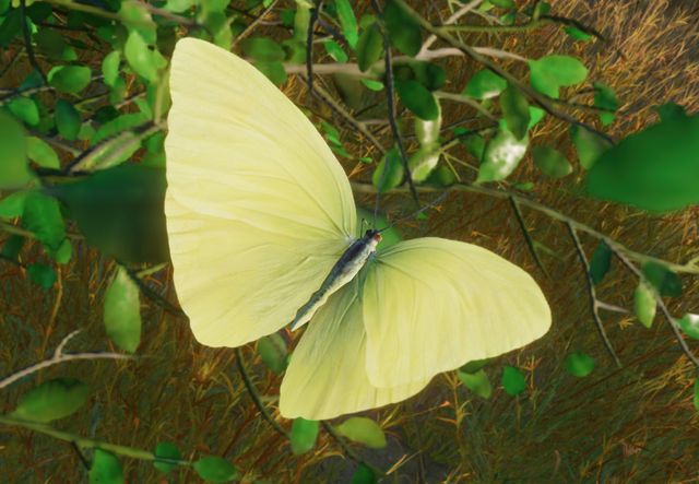 Lime Green Butterfly - Phoebis sennae 