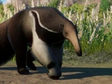Giant Anteater