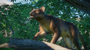 Fossa reveal