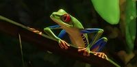 IconRedEyedTreeFrog
