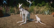 LeucisticRedKangaroo.png (761 KB) Leucistic Red Kangaroo