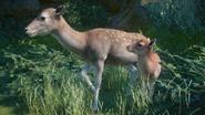 MenilFallowDoe.png (1,015 KB) Menil European Fallow Deer Doe