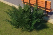 Lady Fern 03
