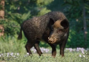 Wildboarzoopedia.jpg (49 KB) Base Wild Boar