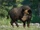 Wild Boar