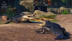 Saltwater Crocodile, Planet Zoo Wiki