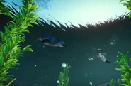 The Little Penguin in the announcement video for the Oceania Pack
