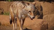 First reveal of the Coyote