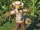 Scarecrow Feeder