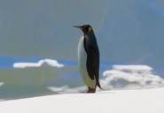 KingPenguinZoopedia.jpg (15 KB) Base King Penguin