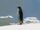 King Penguin