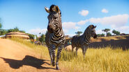 Two plains zebras