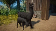 Blackalpaca.png (929 KB) Black Alpaca 1
