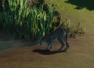 Изображение 2020-11-05 192211.png (122 KB) Cheetah drinks water