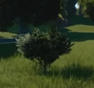 Custard Apple Tree 02