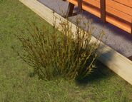 Large Red Oat Grass