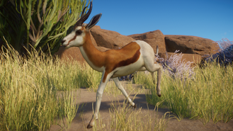 King Springbok