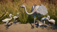 LeucisticRheaFemale.png (1.07 MB) Leucistic Greater Rhea Female & Young