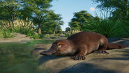The platypus reveal picture on Twitter
