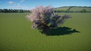 Salt Cedar Bush 3