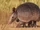 Nine-Banded Armadillo