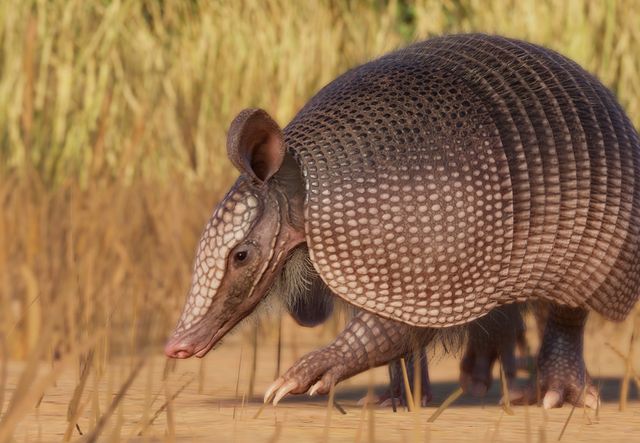 9 banded armadillo ball