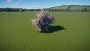Salt Cedar Bush 2