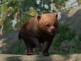 Bush Dog