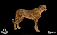 India-jones-cheetah-03.jpg (100 KB)