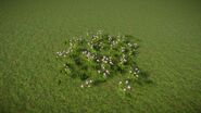 Pincushion Flower 2