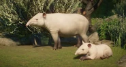 Albino baird.png (894 KB) Albino Baird's Tapir