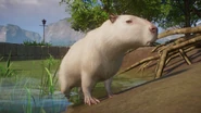 Albino capybara.png (795 KB) Albino Capybara
