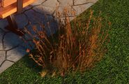 Large Parched Red Oat Grass