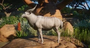 White nyala.png (809 KB) White Male Nyala
