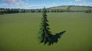 Yellow Cedar 2
