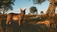 Caracalreveal.jpg (1.11 MB)
