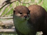 Asian Small-Clawed Otter