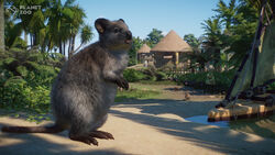 Quokka様 Quokka | Planet Zoo Wiki | Fandom