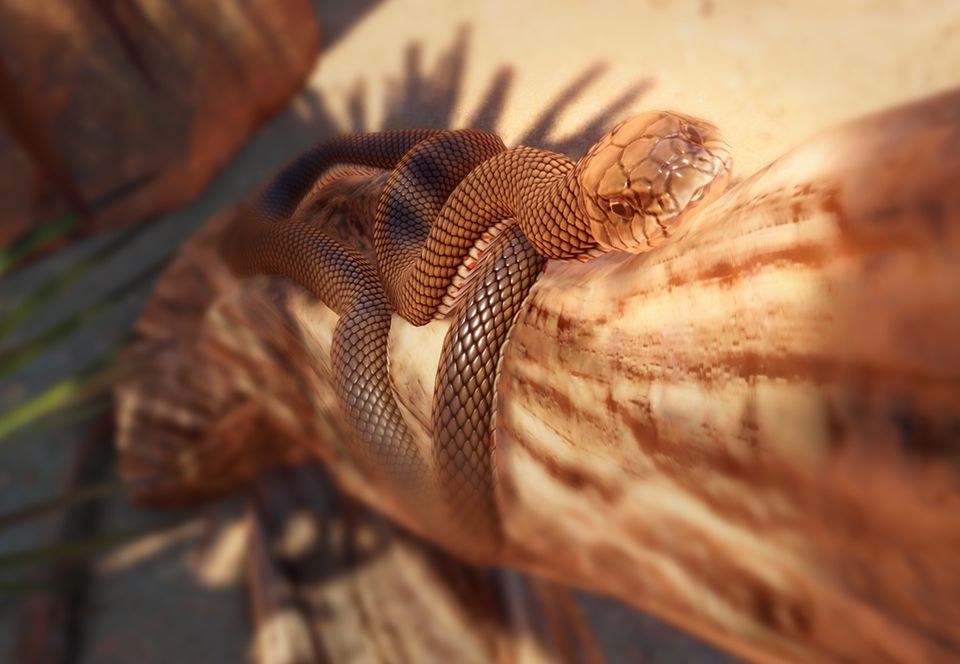 australian brown snakes