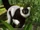 Black-and-White Ruffed Lemur