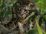 Clouded Leopard