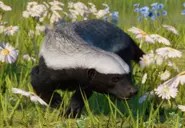 HoneyBadgerzoopedia.webp (297 KB) Base Honey Badger