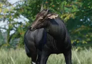 Nilgaizoopedia.webp (180 KB) Base Nilgai