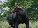 Nilgai