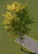 Quaking Aspen Tree 03